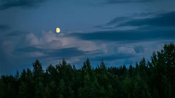 A forest by night with the moon in the sky